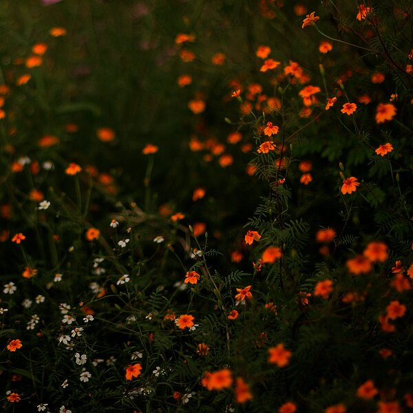 Wildblumenwiese