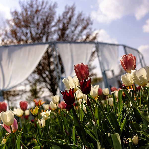 Tulpen