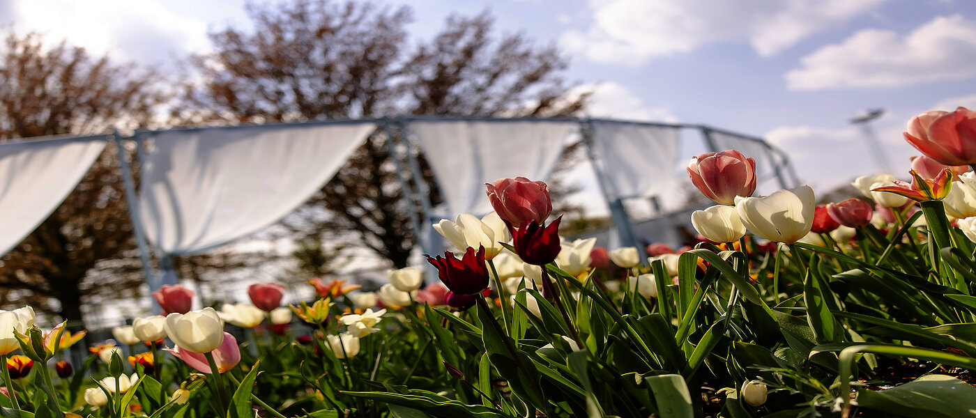Tulpen